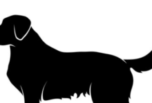 Clipart:6flsthamxjw= Dog