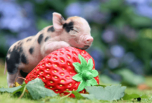 Cute:Pamwaummhqs= Pig