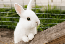 Cute:G20bacyjnym= Bunny