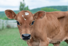 Baby:Tug3anmwsk0= Cows