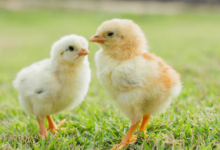 Baby:4ejkik28m7u= Chicken