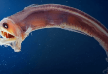 Ocean:_R-Pnrohkyq= Fish