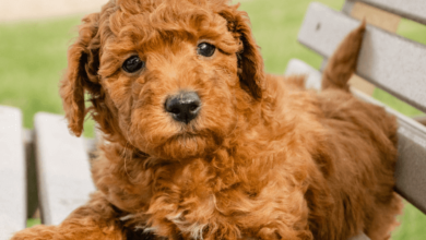 Goldendoodle Behavior Issues