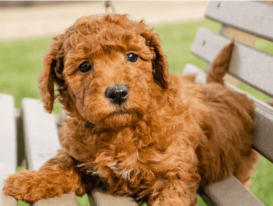 Goldendoodle Behavior Issues