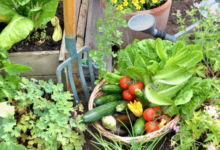 Connecting with Your Food through Gardening