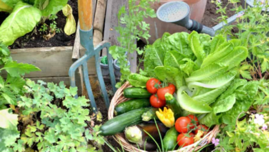 Connecting with Your Food through Gardening