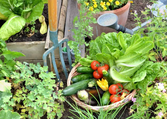 Connecting with Your Food through Gardening